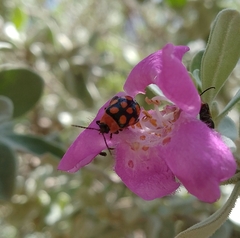 Alagoasa bipunctata perennis