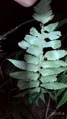 Diplazium taiwanense