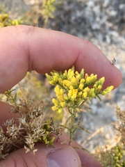 Chrysothamnus viscidiflorus puberulus