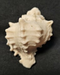 Phyllonotus erythrostomus