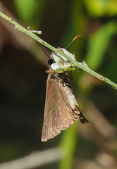 Erynnis horatius