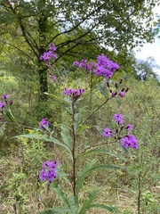 Vernonia missurica