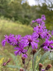 Vernonia missurica