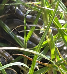 Lycodonomorphus rufulus