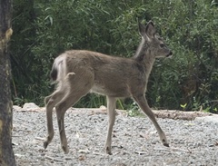 Odocoileus hemionus californicus