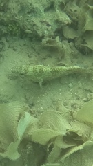 Epinephelus merra