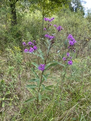 Vernonia missurica