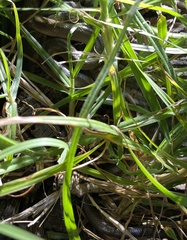 Lycodonomorphus rufulus