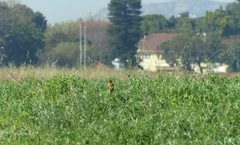 Macronyx capensis capensis