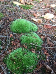 Leucobryum
