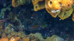 Scorpaena maderensis