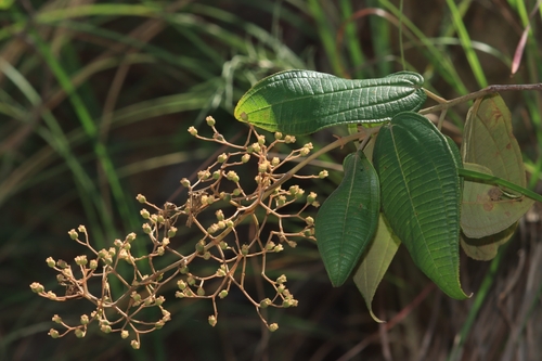 Miconia tepicana