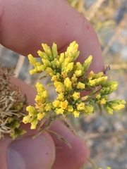 Chrysothamnus viscidiflorus puberulus