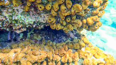 Scorpaena maderensis