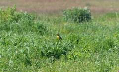 Macronyx capensis capensis