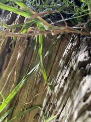 Lycodonomorphus rufulus