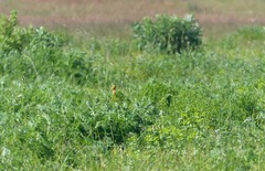 Macronyx capensis capensis