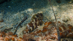 Scorpaena maderensis