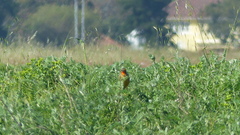 Macronyx capensis capensis