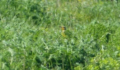 Macronyx capensis capensis