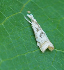 Microcrambus