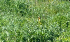 Macronyx capensis capensis