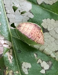 Prolimacodes badia