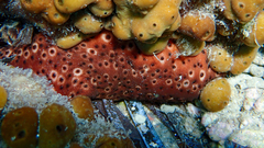 Holothuria sanctori