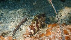 Scorpaena maderensis