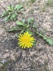 Taraxacum officinale