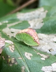 Prolimacodes badia