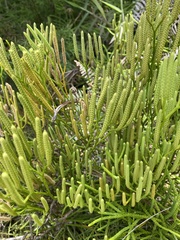 Diphasiastrum thyoides