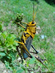 Taeniopoda tamaulipensis