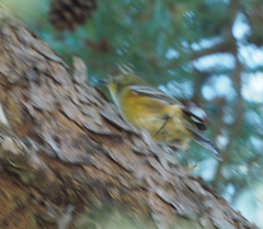 Setophaga pinus
