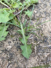 Taraxacum officinale