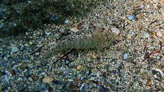 Gobius incognitus