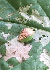 Prolimacodes badia