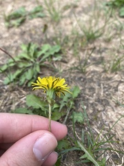 Taraxacum officinale