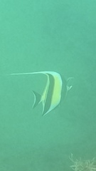Zanclus cornutus