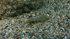 Gobius incognitus