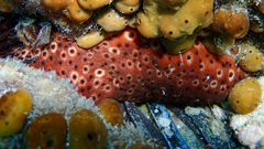 Holothuria sanctori