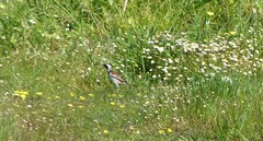 Passer melanurus melanurus