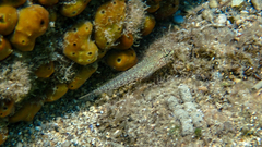 Gobius incognitus