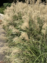 Miscanthus sinensis
