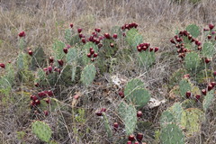 Opuntia mackensenii