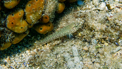 Gobius incognitus