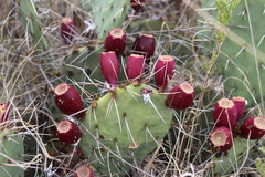 Opuntia mackensenii