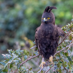 Lophaetus occipitalis