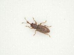Rhinorhynchus rufulus