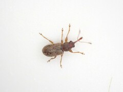 Rhinorhynchus rufulus